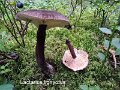 Lactarius lignyotus-amf2046-a